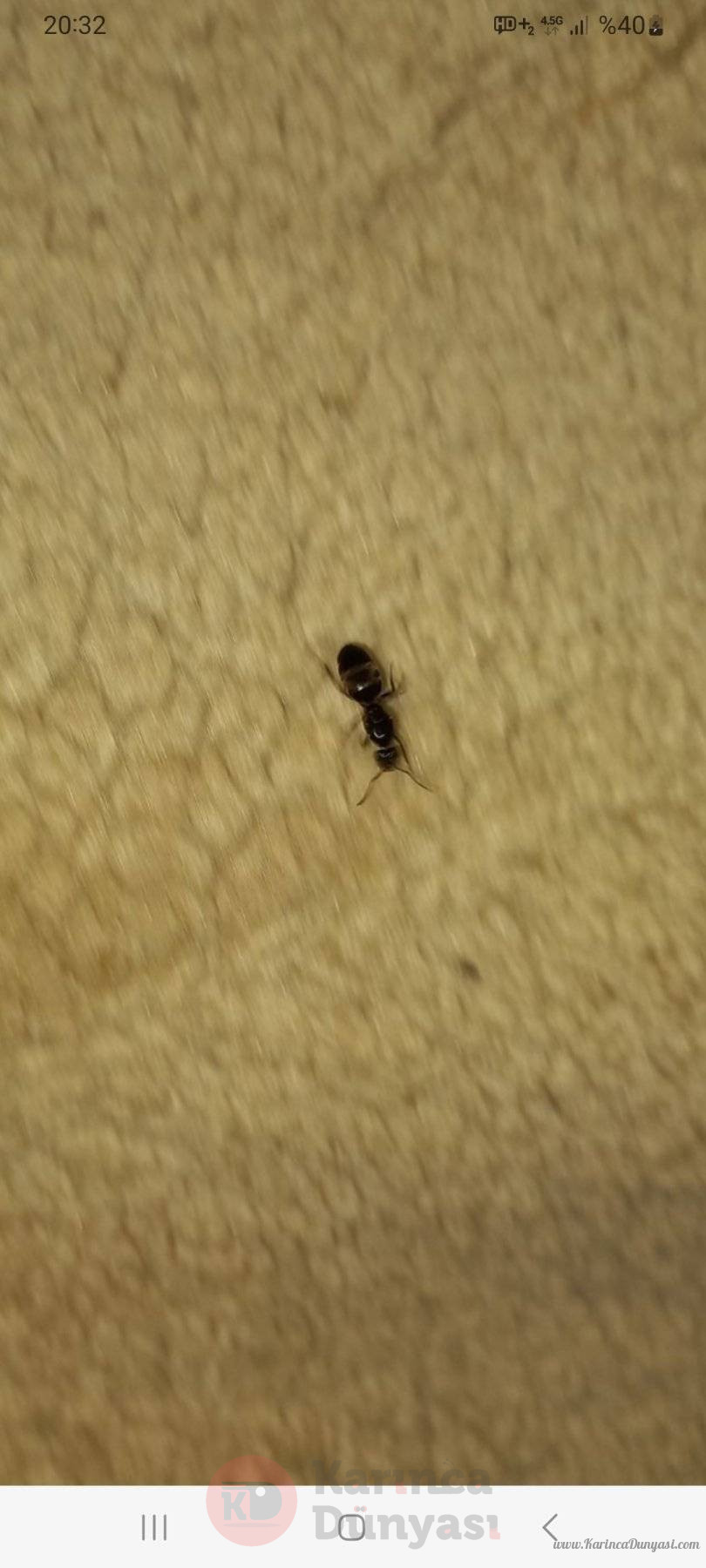 Screenshot_20240821_203253_Picture Insect.jpg