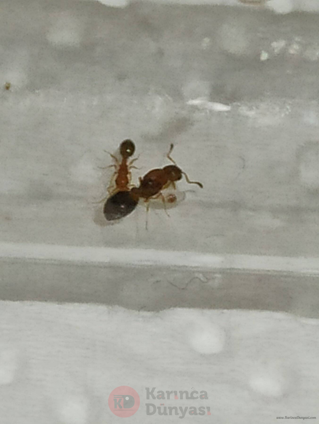 temnothorax.jpg