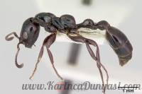 Tetraponera nigra.jpg