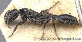 Tetraponera nigraa.jpg
