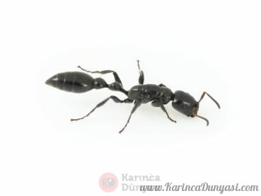 tetraponera_nigra.jpg