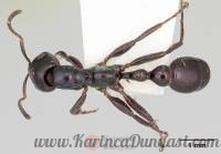 Tetraponera_nigra_.jpg