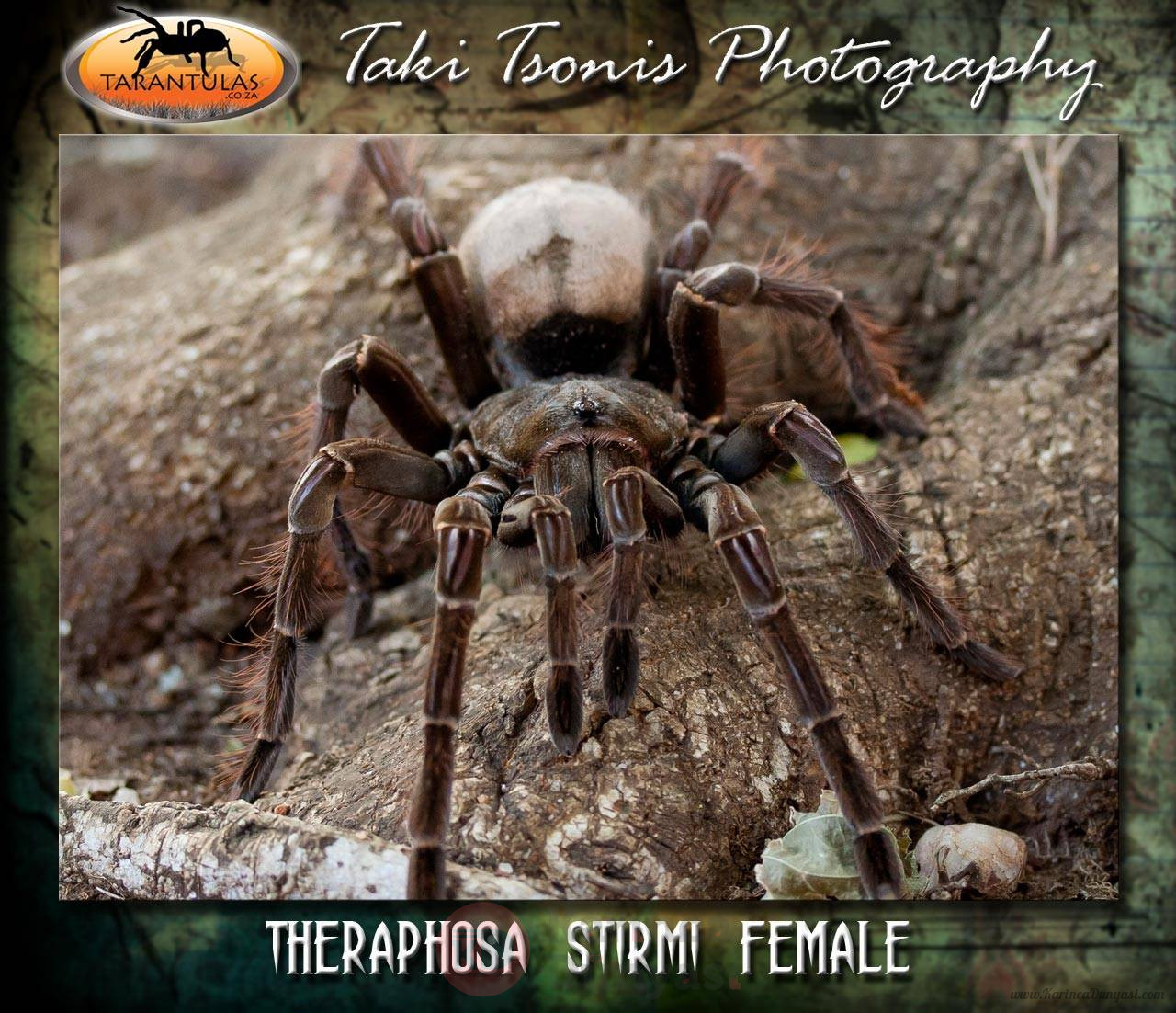 theraphosastirmifemale3_c522437c4c1e522e62245646c38079e6.jpg